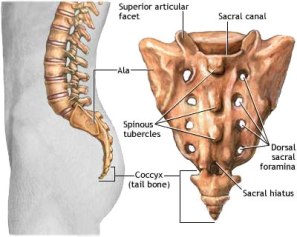 sacrum coccyx