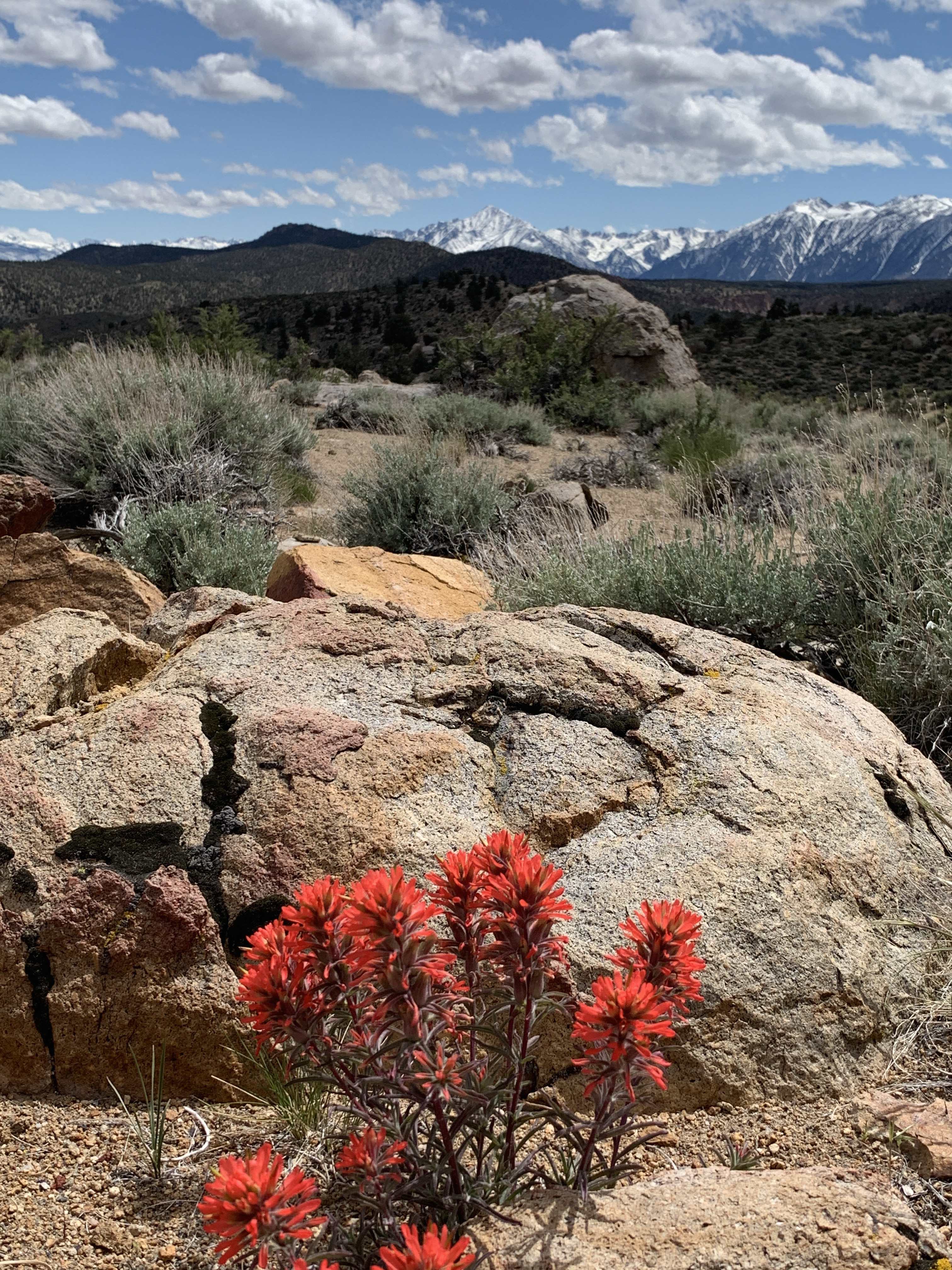 chidago paintbrush smaller
